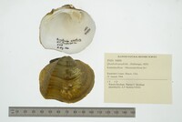 Quadrula quadrula image