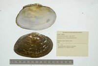 Strophitus undulatus image