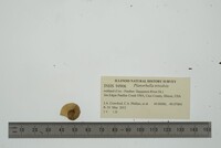 Planorbella trivolvis image