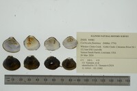 Corbicula fluminea image