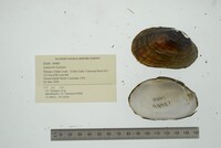 Lampsilis hydiana image