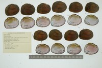 Fusconaia flava image