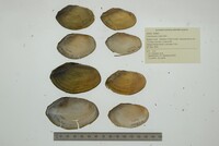 Utterbackia imbecillis image