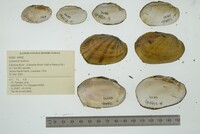 Lampsilis hydiana image