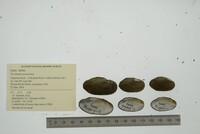 Toxolasma texasiense image