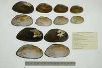 Uniomerus tetralasmus image