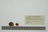 Planorbella trivolvis image