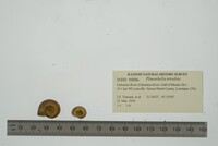 Planorbella trivolvis image