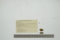 Toxolasma texasiense image