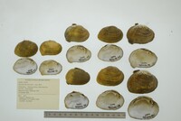 Tegula funebralis image