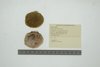 Cyclonaias tuberculata image
