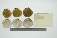 Cyprogenia stegaria image