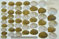 Epioblasma brevidens image