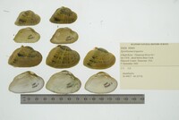 Epioblasma triquetra image