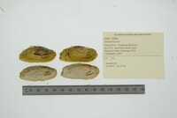 Hemistena lata image