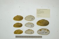 Ptychobranchus fasciolaris image