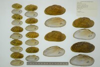 Ptychobranchus subtentus image