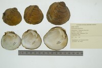 Cyclonaias pustulosa image