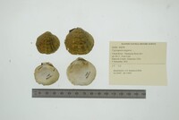 Cyprogenia stegaria image