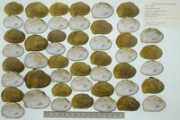 Epioblasma brevidens image