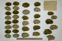 Epioblasma capsaeformis image