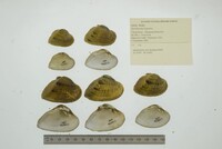 Epioblasma triquetra image