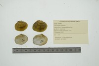 Fusconaia cuneolus image