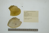 Lampsilis cardium image