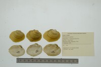 Plethobasus cyphyus image