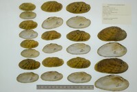 Ptychobranchus subtentus image