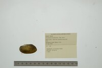 Uniomerus tetralasmus image