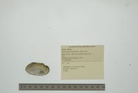 Uniomerus tetralasmus image