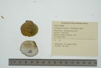 Cyprogenia stegaria image