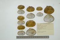 Epioblasma brevidens image