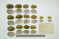 Epioblasma capsaeformis image