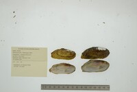 Hemistena lata image