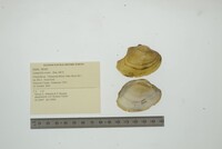 Lampsilis ovata image