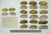 Medionidus conradicus image