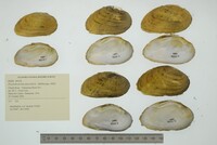 Ptychobranchus fasciolaris image