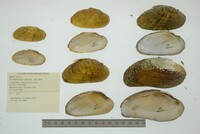 Ptychobranchus subtentus image