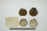 Cyclonaias pustulosa image