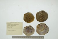 Cyclonaias tuberculata image