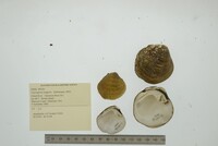 Cyprogenia stegaria image