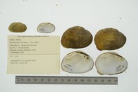 Epioblasma brevidens image