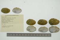 Epioblasma capsaeformis image