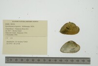 Epioblasma triquetra image