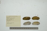 Medionidus conradicus image