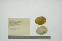 Plethobasus cyphyus image