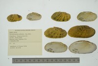 Ptychobranchus subtentus image