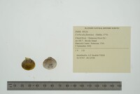 Corbicula fluminea image